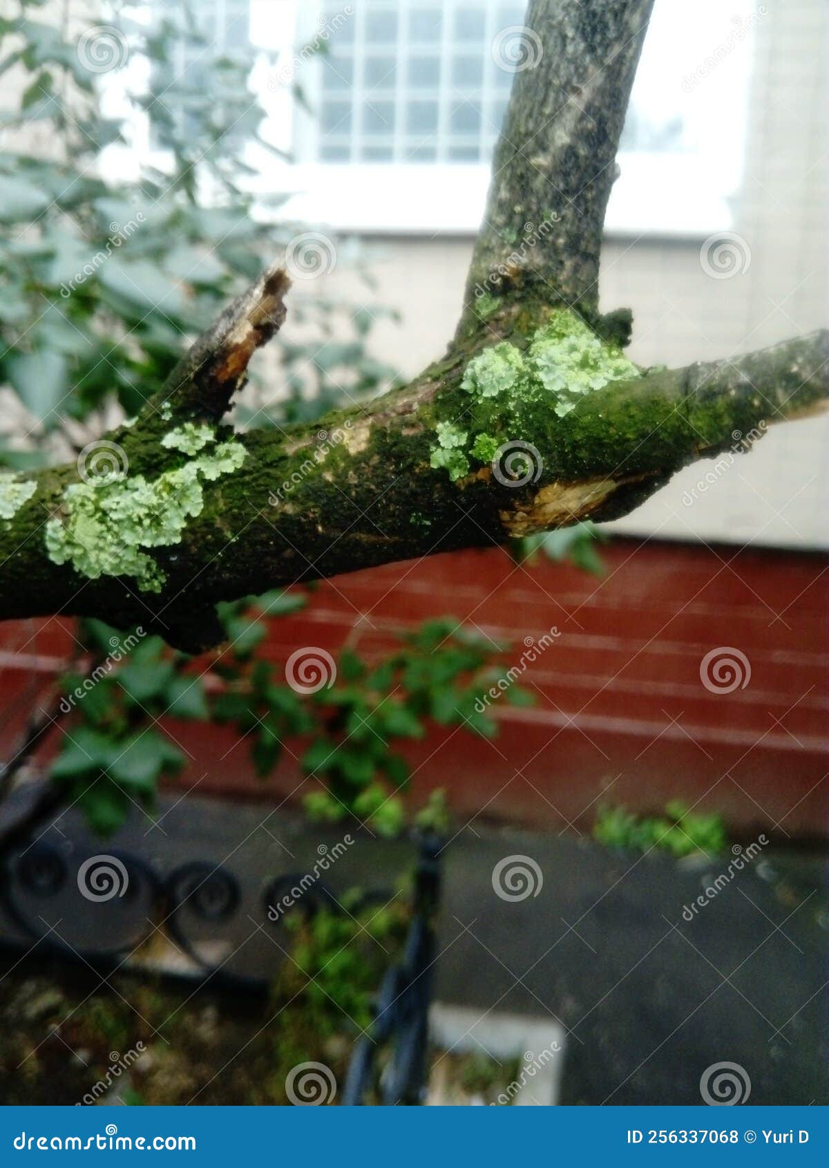 Tree Branch Covered with Mold Stock Photo Image of leaf, flower