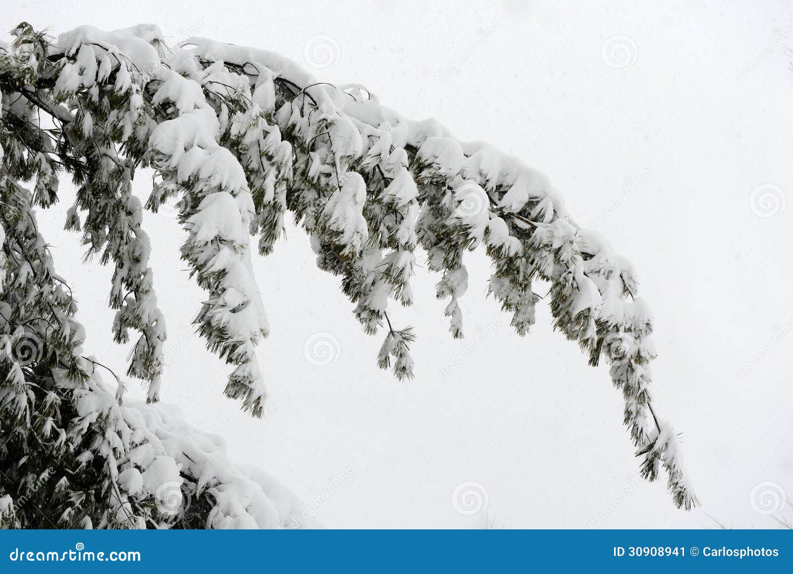 Tree Branch Covered With Snow Stock Image Image of view, forest 30908941