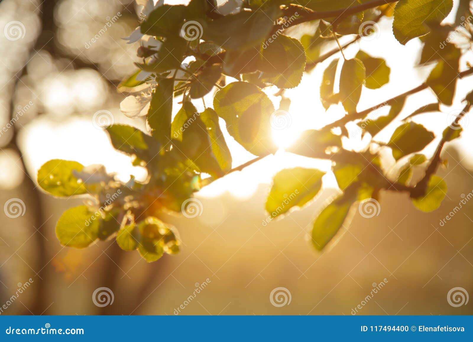 Tree Branch with Green Leaves at Sunset through the Sun in Summer Stock ...