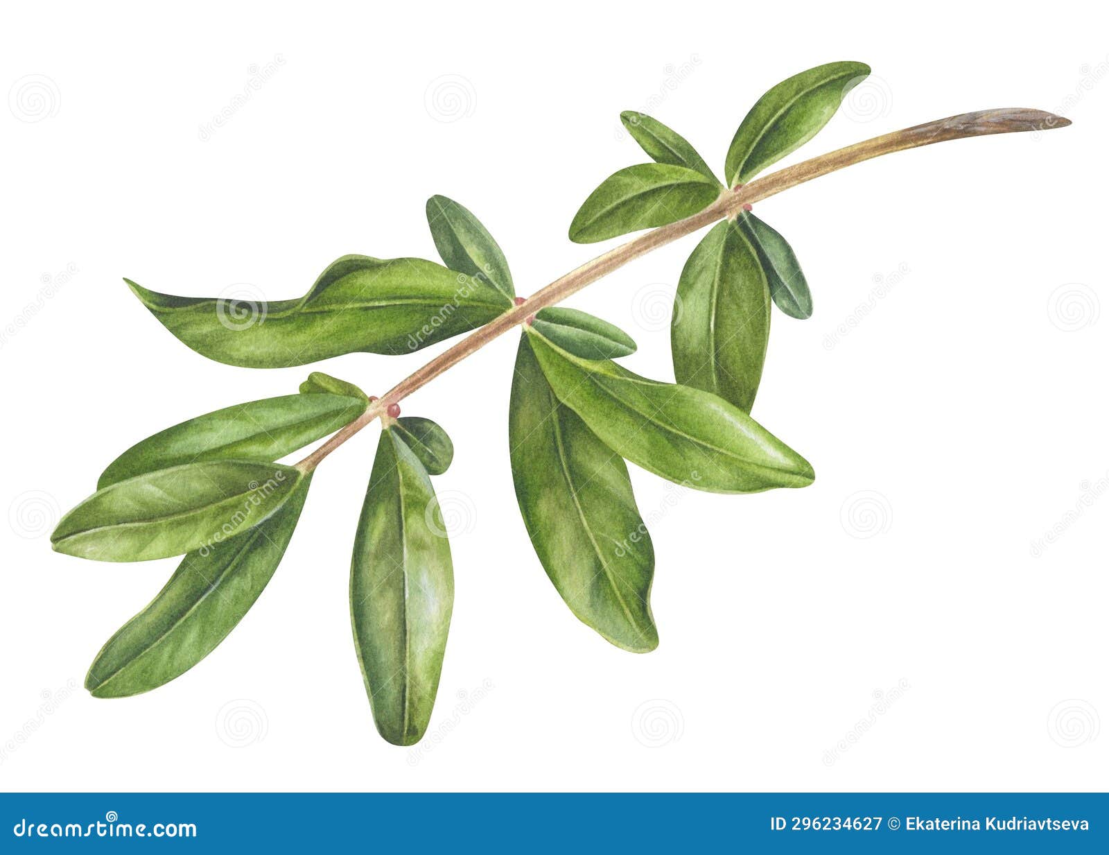 tree branch with green leaves. watercolor botanical  of pomegranate leaf. hand drawn clip art of twig on