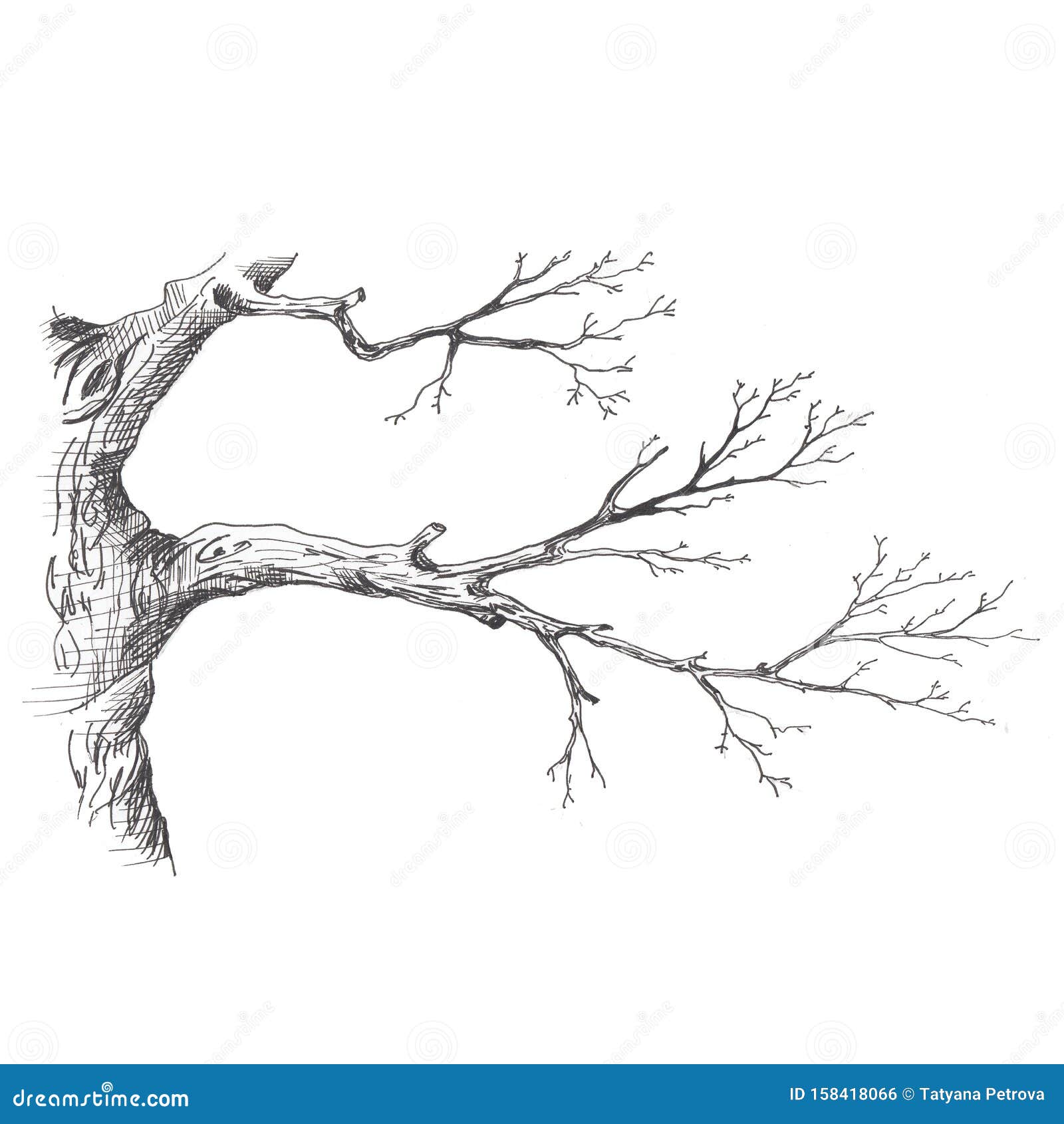 Tree Branch Hand Drawn Sketch Style Illustration Of Tree Branch Without Leaves Isolated On White Background Stock Illustration Illustration Of Forest Season