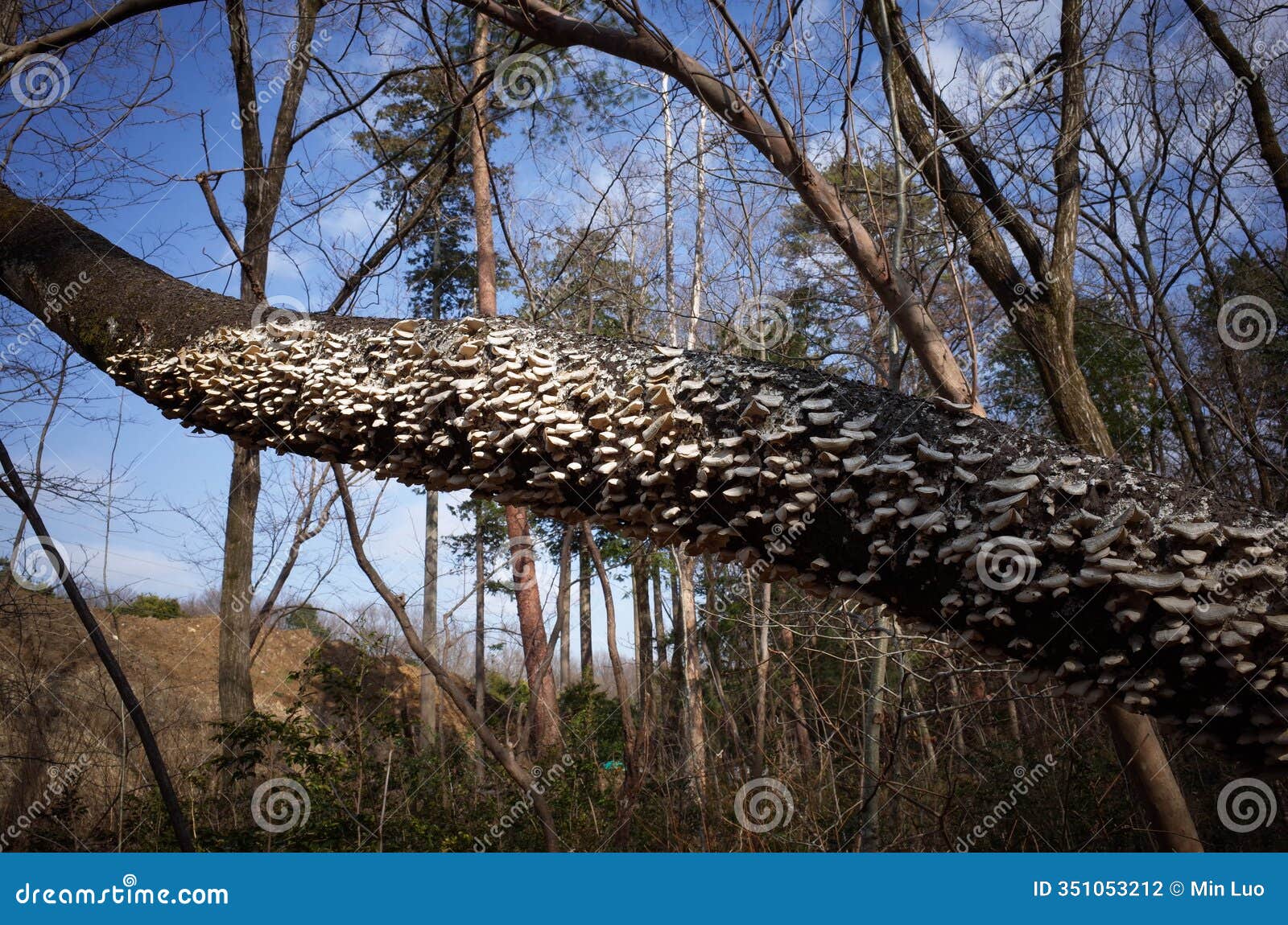 a tree branch heavily covered in a multitude of bracket fungi