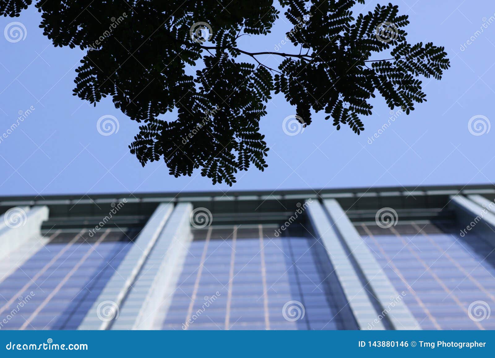 a tree branch with leaves and a modern highrise building