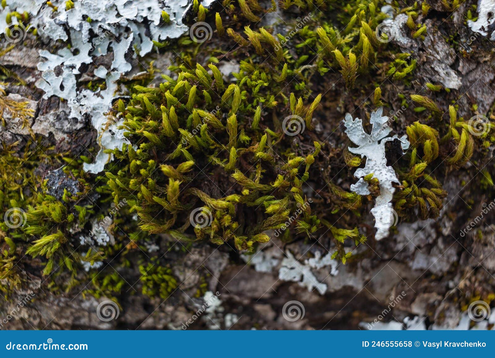 Tree Branch Overgrown with Moss Close Up Moss Texture Stock Photo 