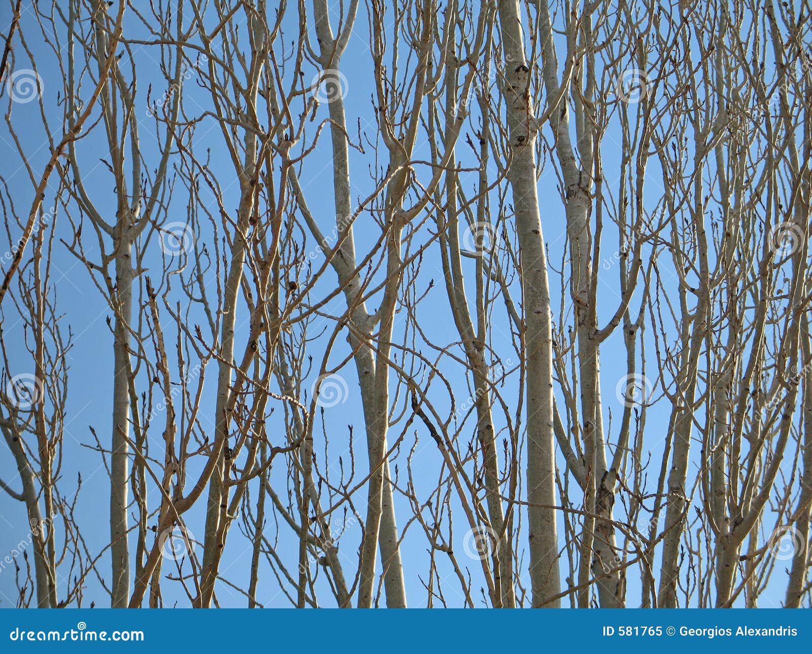 Tree-Branch Patterns Royalty Free Stock Photo - Image: 581765