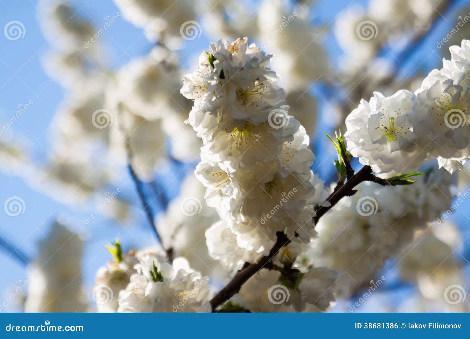 Tree branch in spring stock photo. Image of nature, natural 38681386