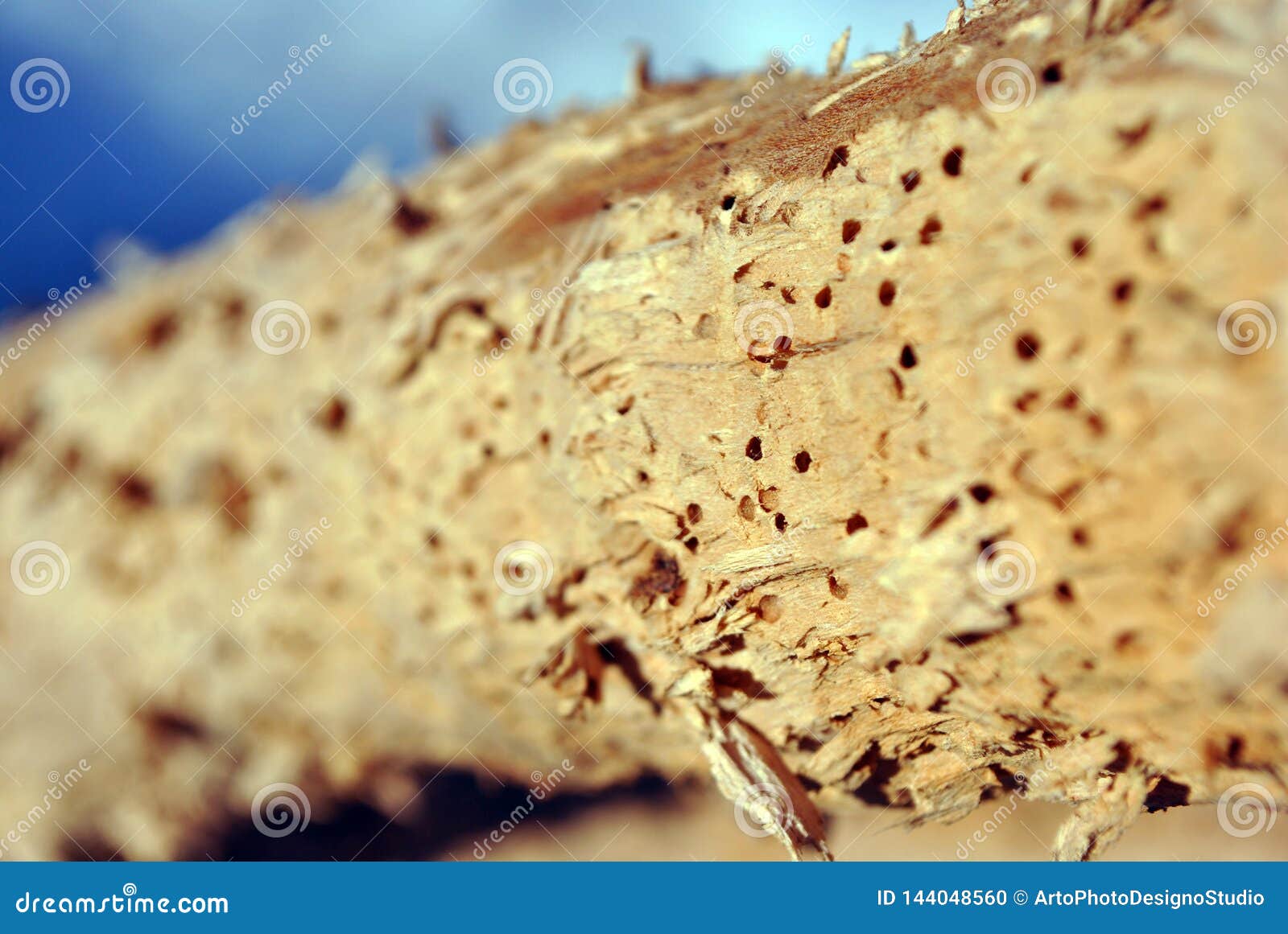termite holes in tree