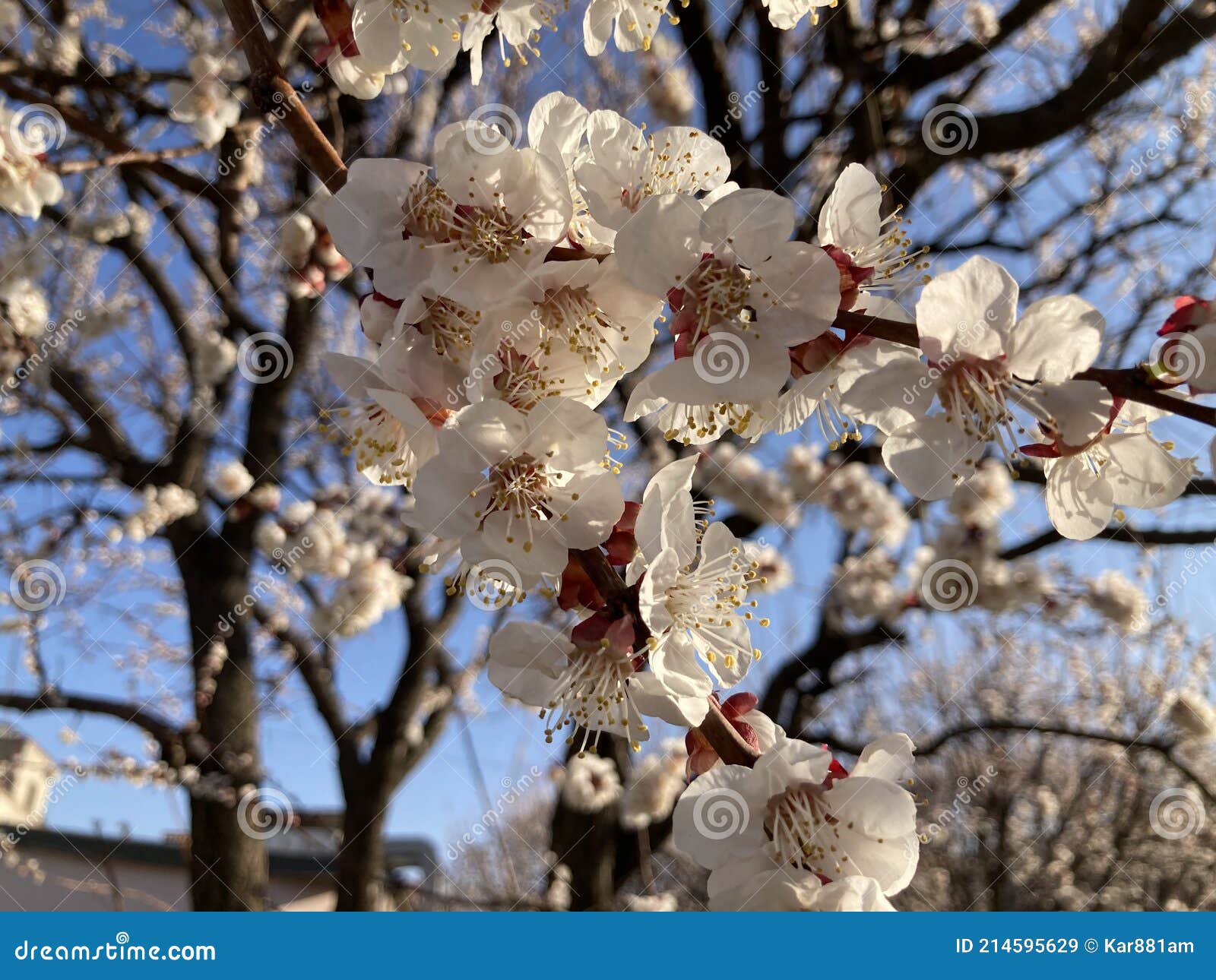 tree branches with beautiful tiny flowers  abricot