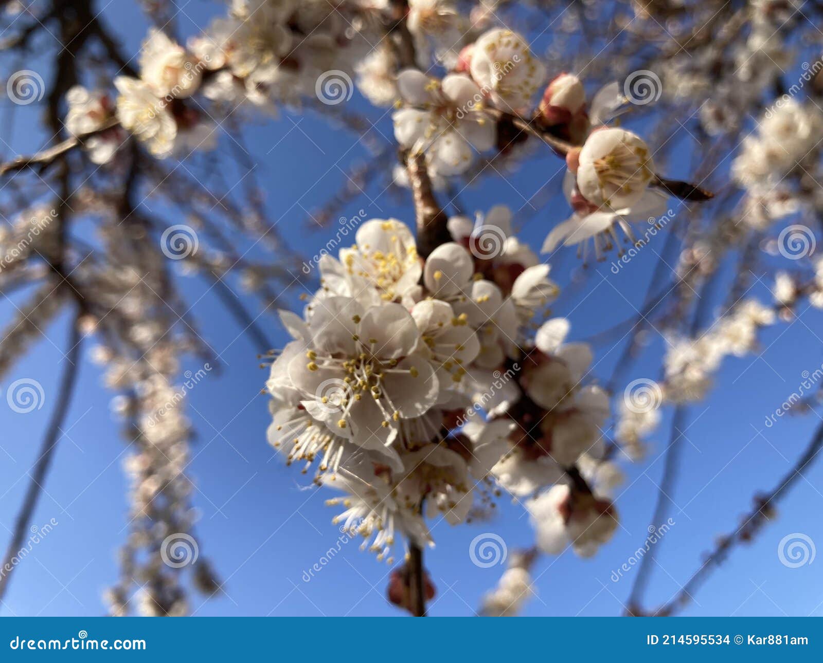tree branches with beautiful tiny flowers  abricot