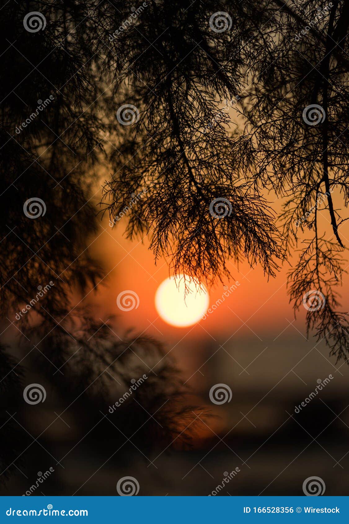 Tree Branches with the Beautiful View of the Sunset Reflecting in the
