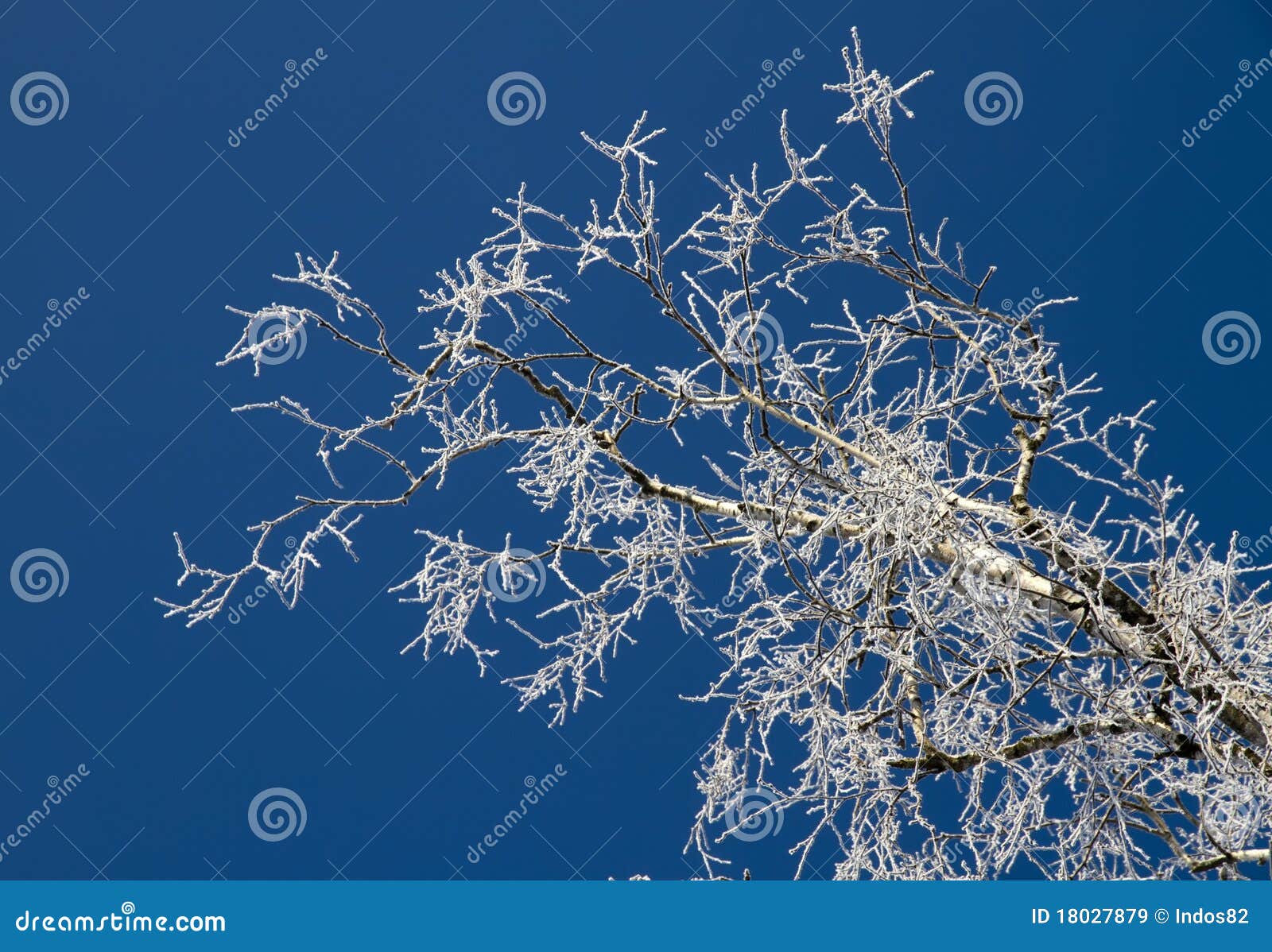 tree branches covered with hoarfrost