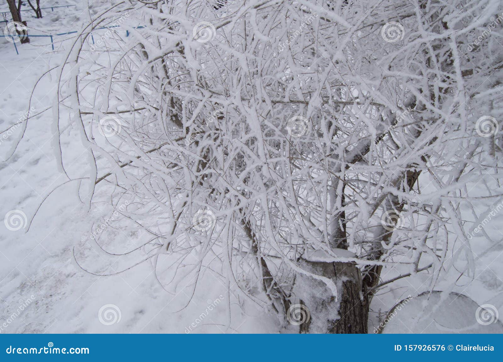 Tree Branches Covered With Snow And Ice Crystals Frost Texture Close Up Stock Photo Image Of Branches Crystal
