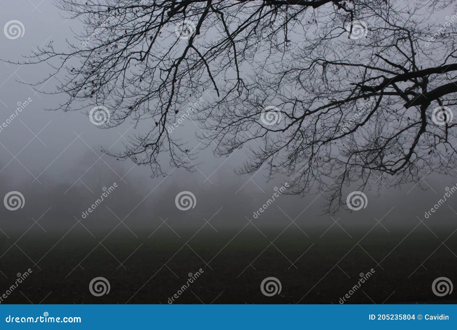 Tree Branches in the fog. stock photo. Image of trees - 205235804