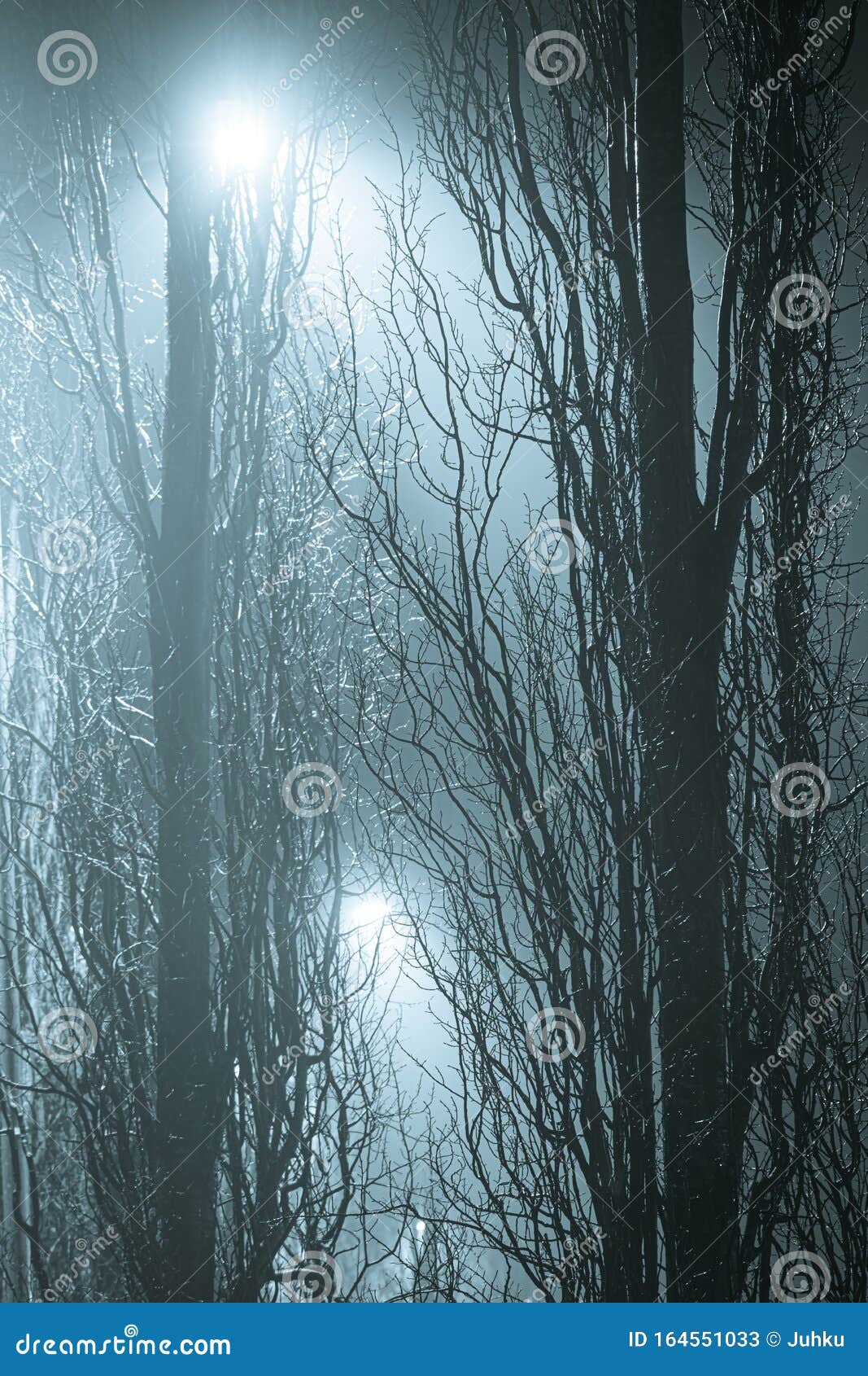 Tree Branches at Foggy Night Lit by Streetlamp Stock Image - Image of