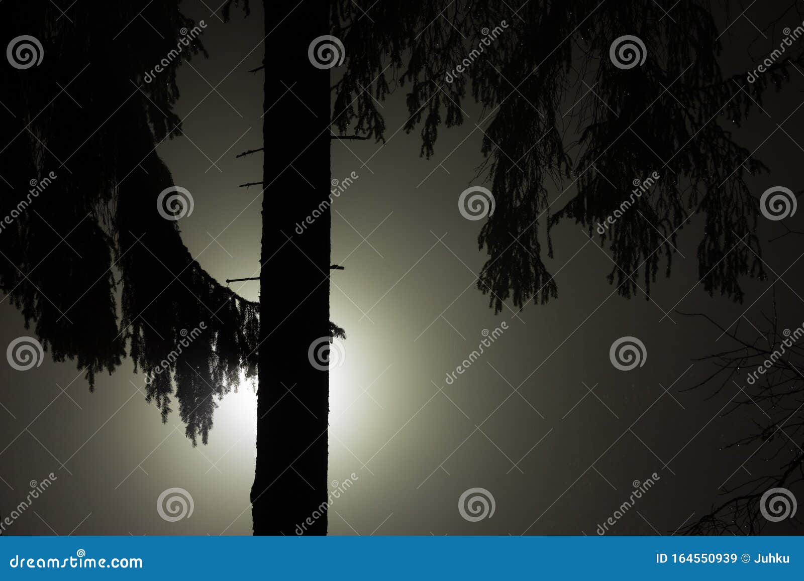 Tree Branches at Foggy Night Lit by Streetlamp Stock Image - Image of