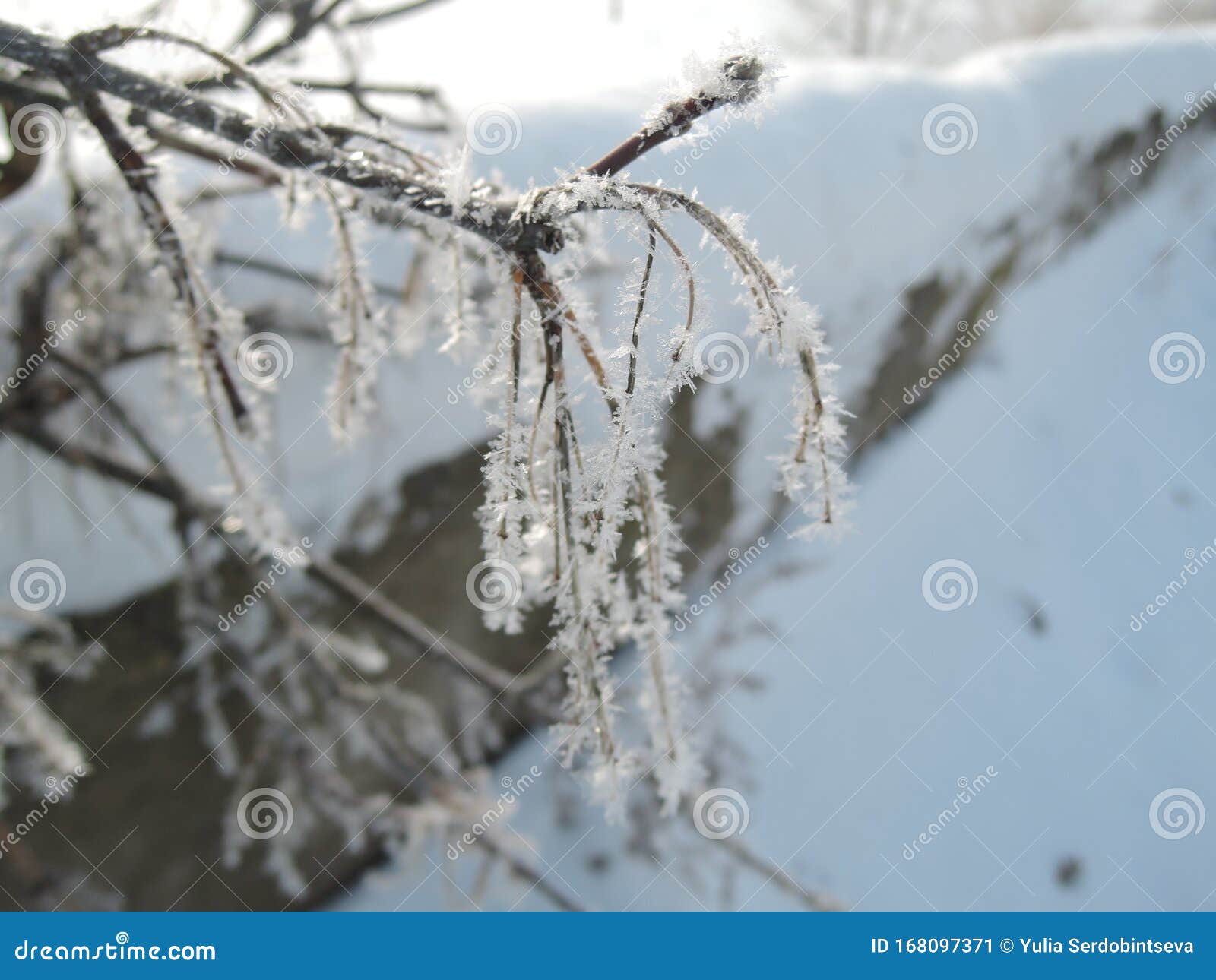 Tree Branches Frozen in the Ice. Frozen Tree Branch in Winter Forest ...