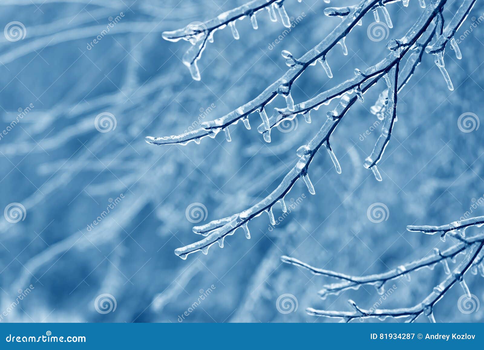 Tree Branches Frozen in the Ice. Frozen Tree Branch in Winter Forest ...