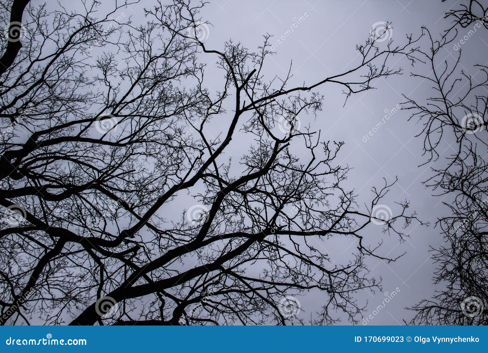 A Tree Branches On The Grey Sky. A Mainly Gloomy Cloudy 