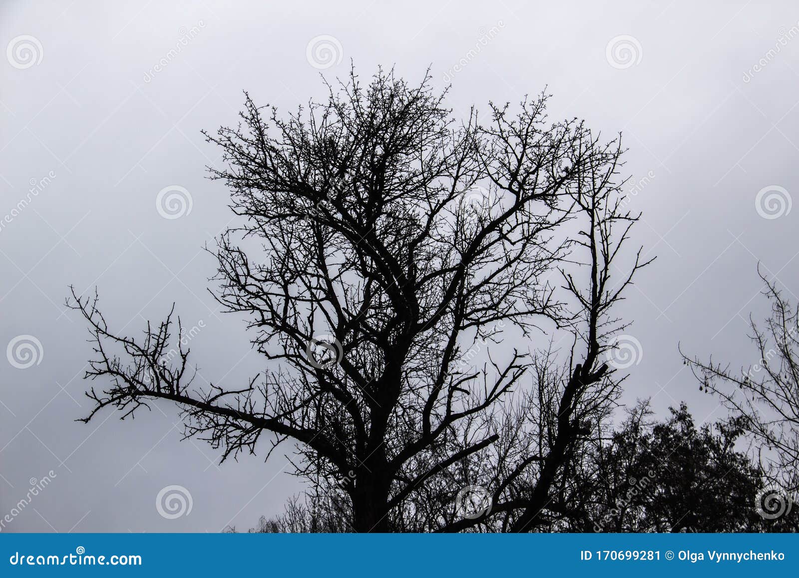 A Tree Branches On The Grey Sky. A Mainly Gloomy Cloudy 