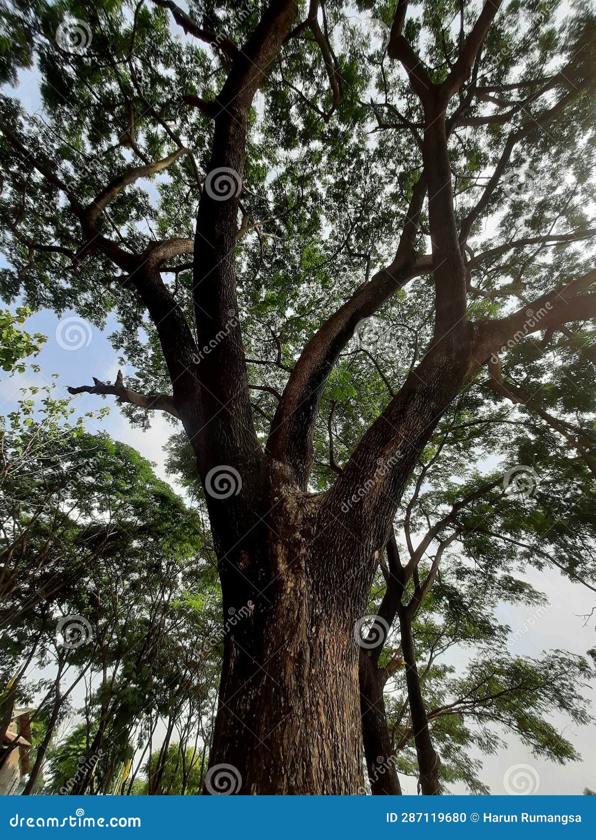 Tree Branches Growing in the Morning Stock Photo Image of produce