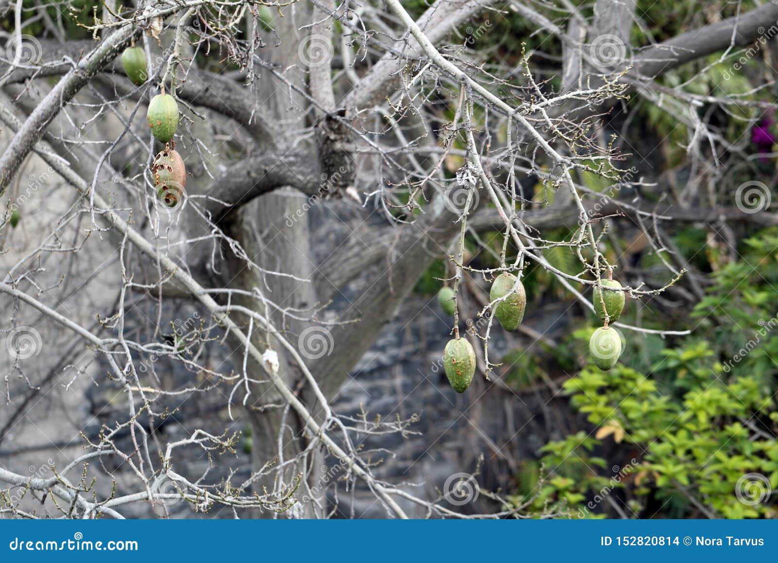 Tree Branches with Plenty of Green Fruits Hanging from Them Stock Photo Image of nature