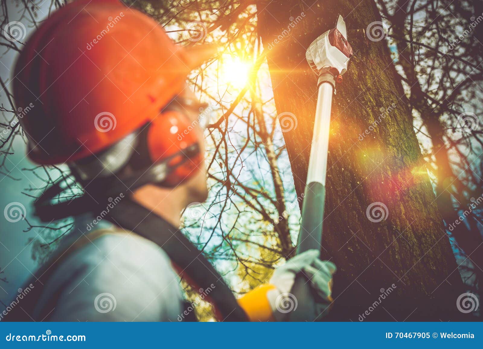 tree branches pro cutting