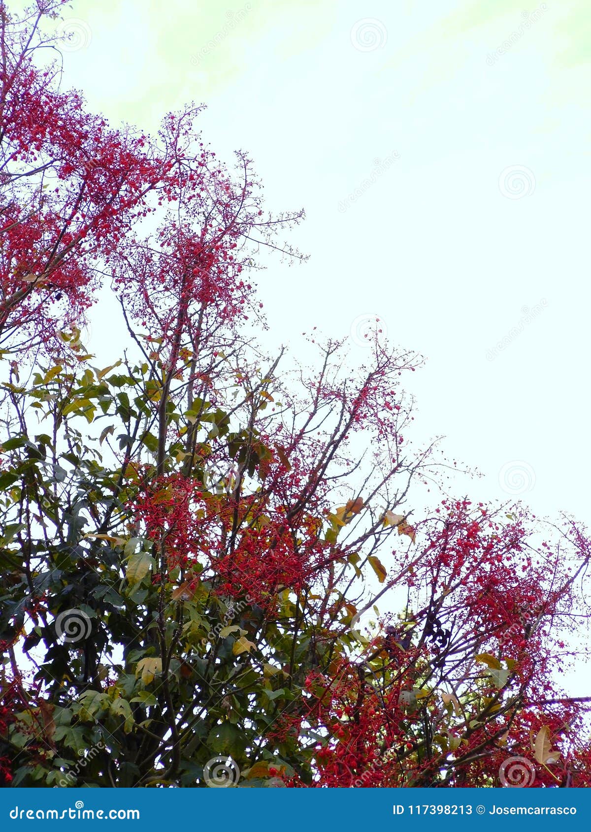 Tree Branches with Red Flowers in Spring Stock Image Image of leaves