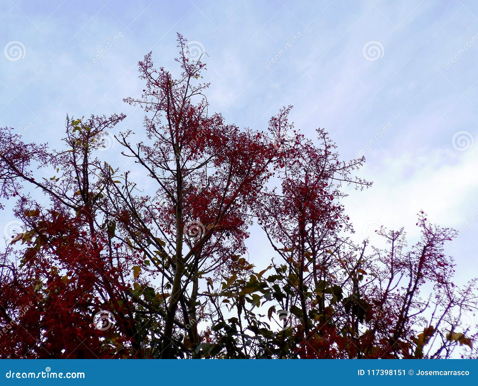 Tree Branches with Red Flowers in Spring Stock Image Image of pink