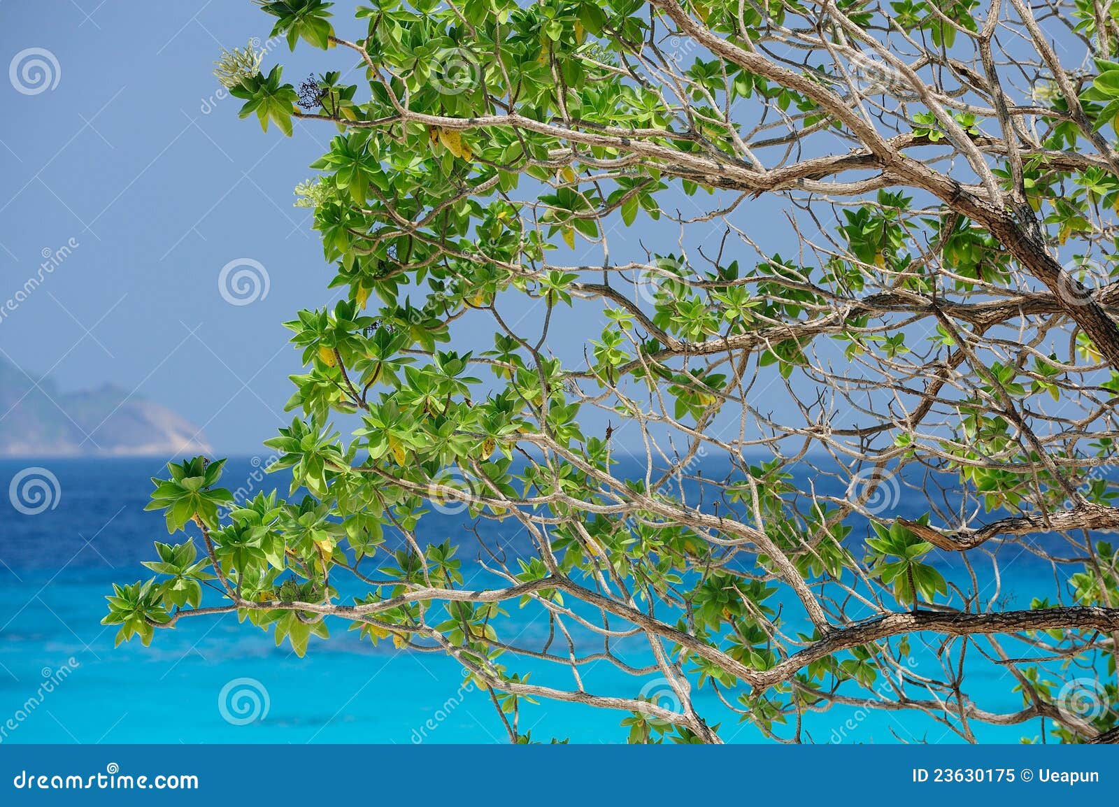 Tree branches with sea stock image. Image of brown, tour - 23630175