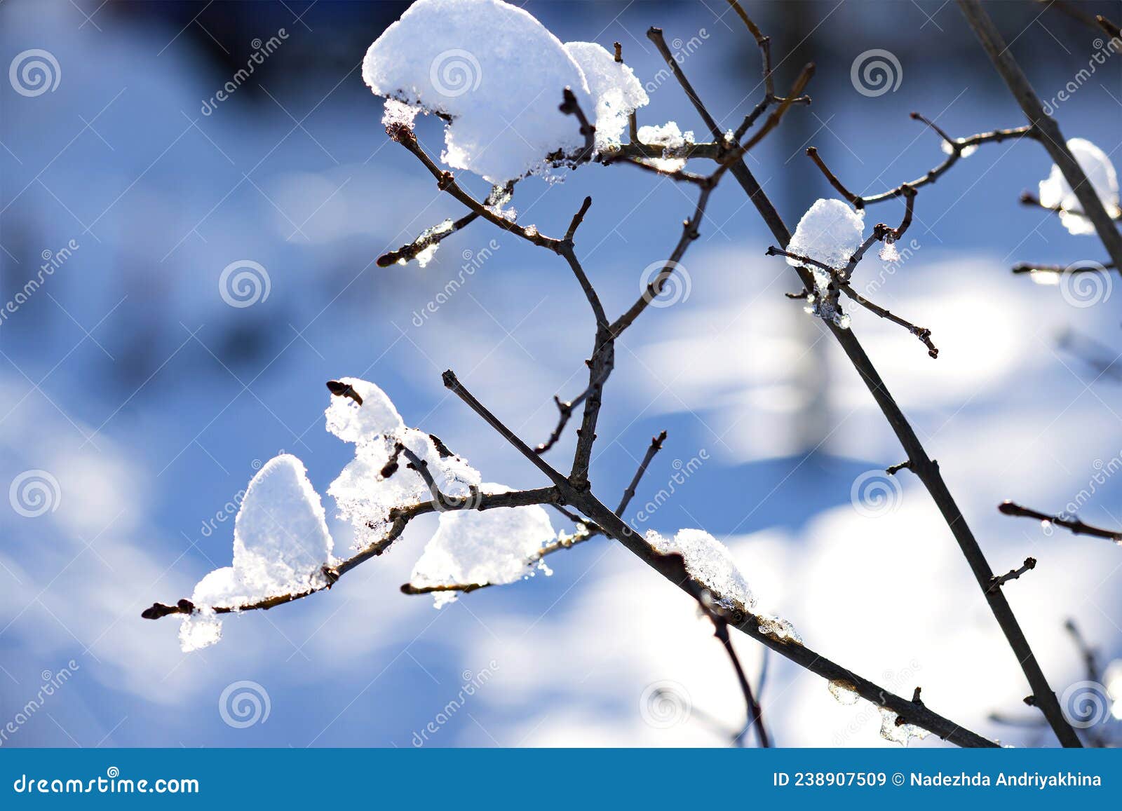 Tree Branches with Snowballs in Sunny Sequins Stock Image - Image of ...