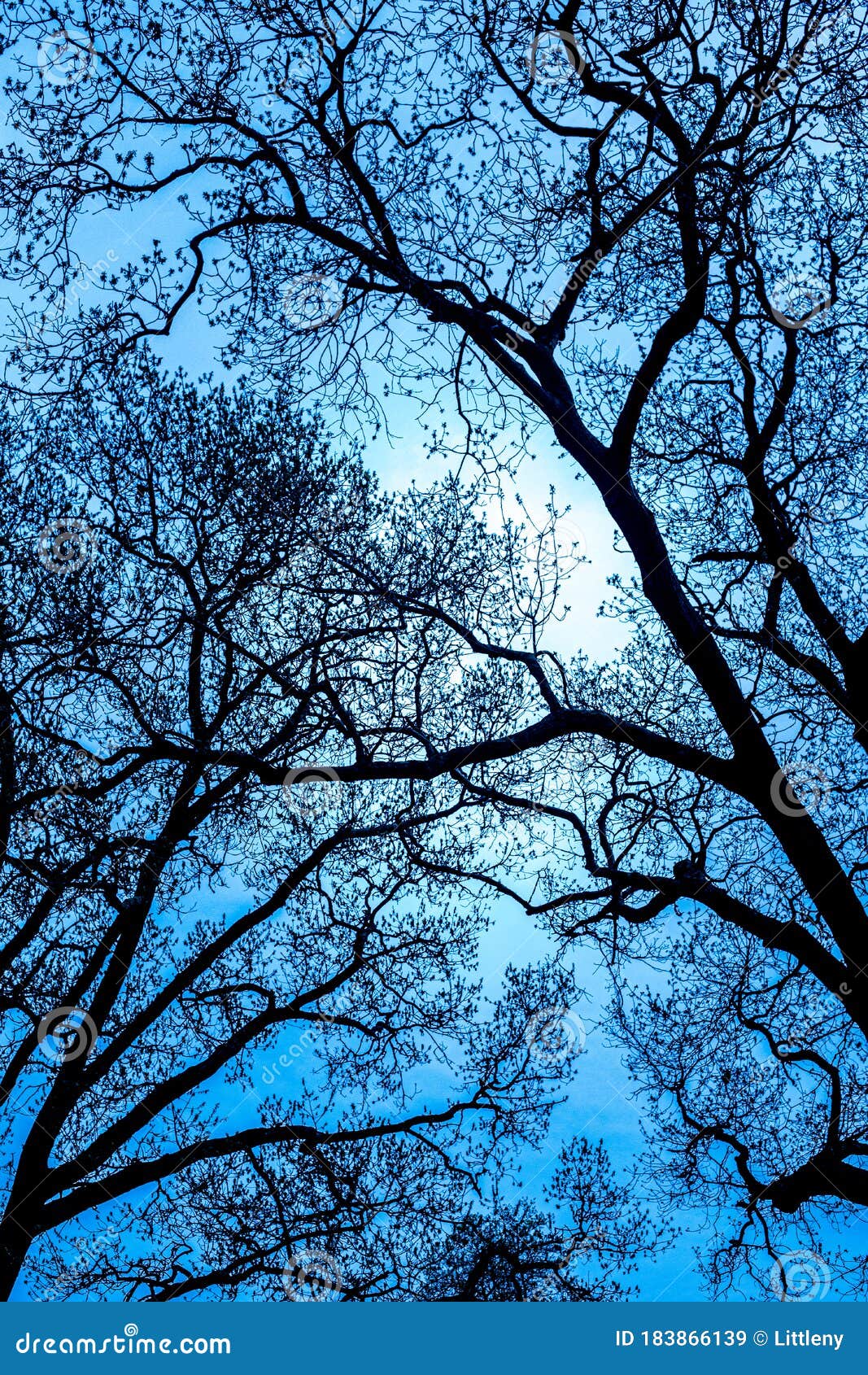 Tree Branches Upwards Toward Sky Stock Image - Image of environment ...