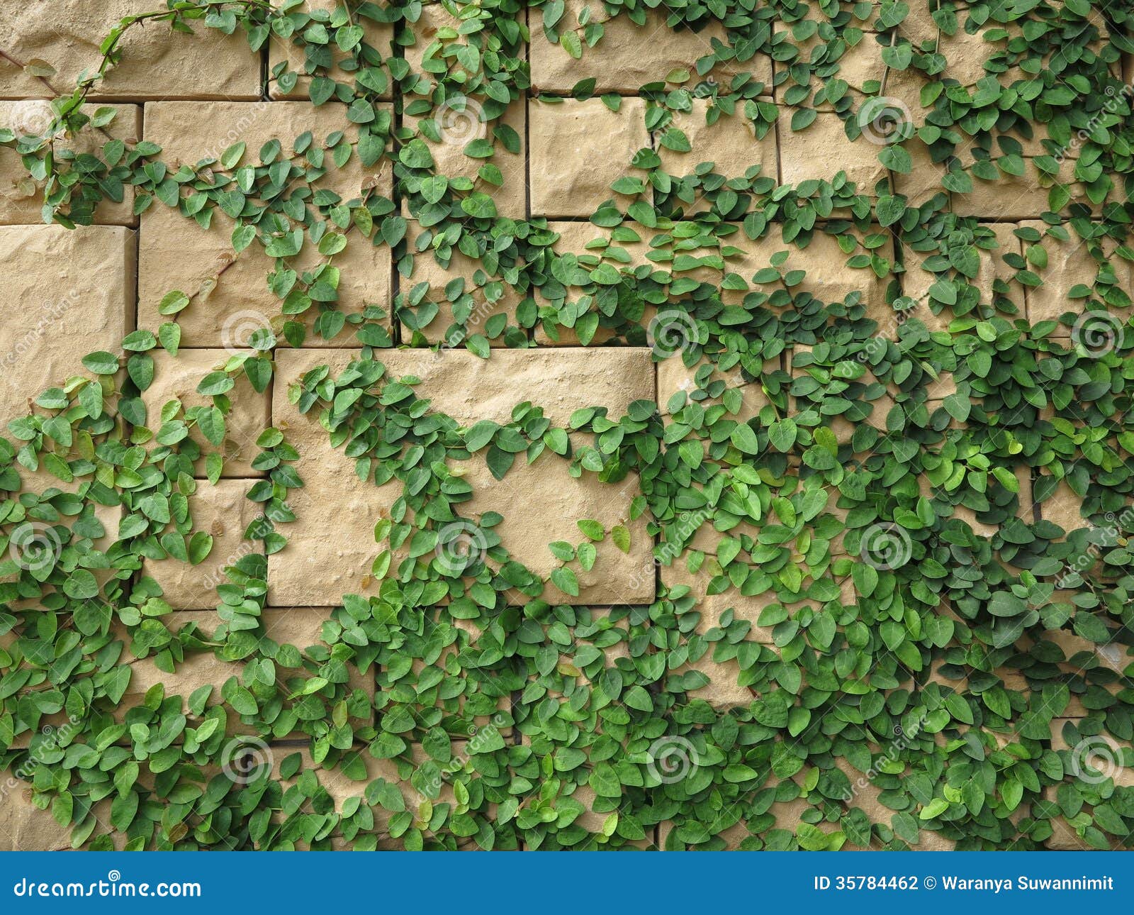 Tree with Brick Wall Background Stock Photo Image of green, affair