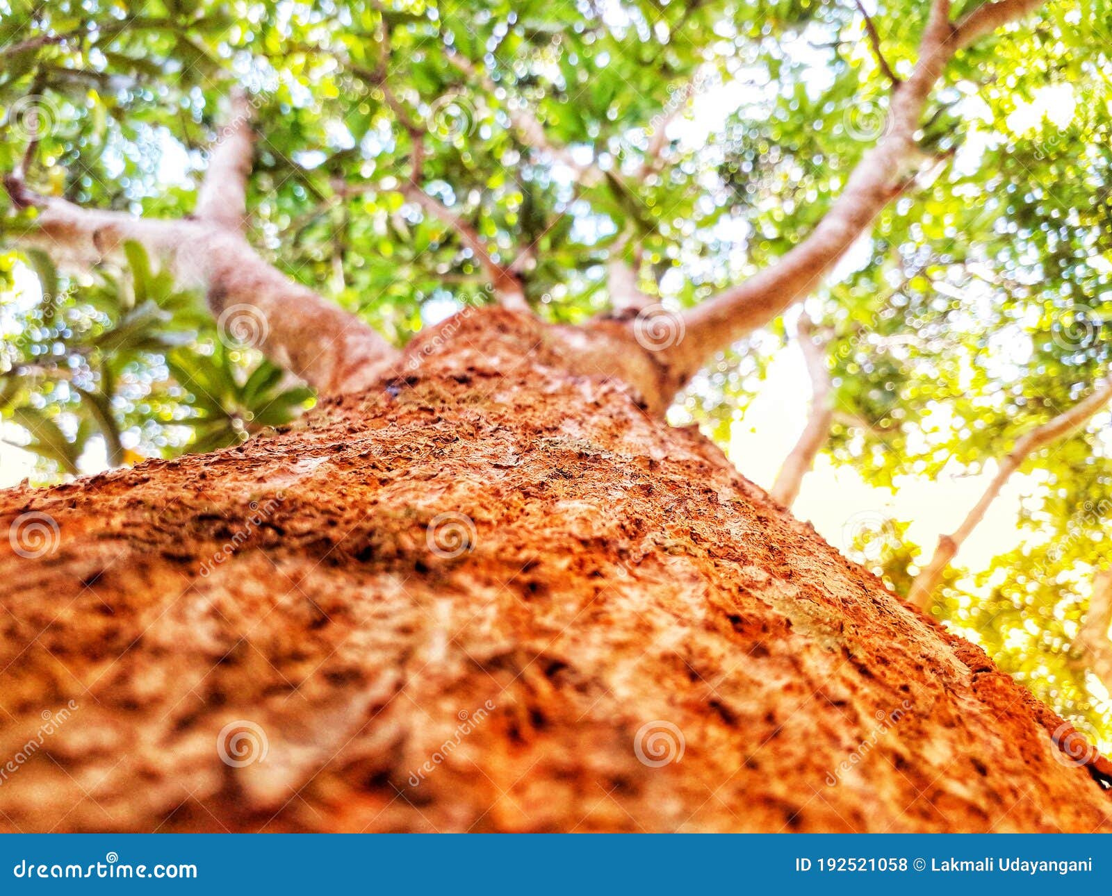 Tree brown green nature stock photo. Image of natu, tree 192521058