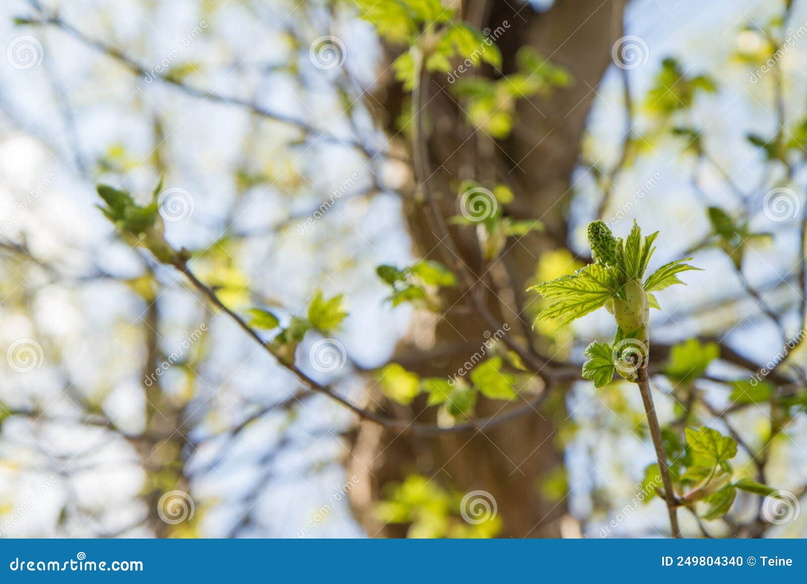 Tree Bud Opening on a Branch Stock Photo Image of foliage, close