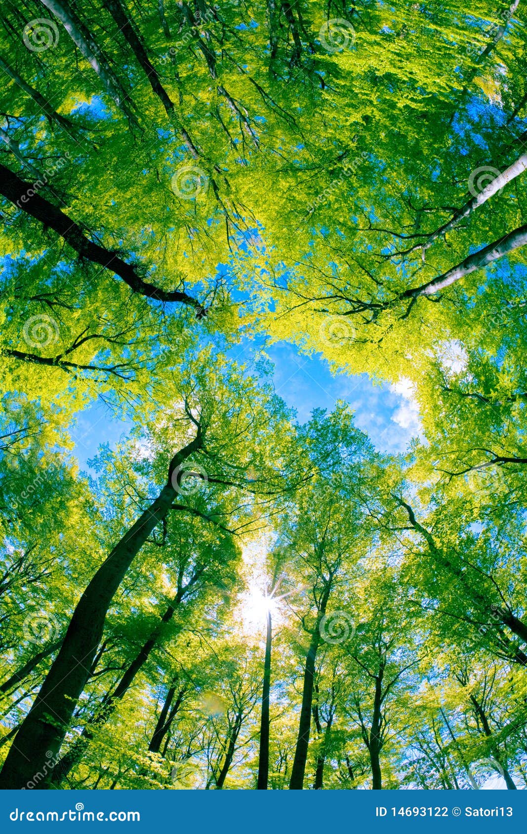 Tree canopy stock photo. Image of scenery, green, canopy - 14693122