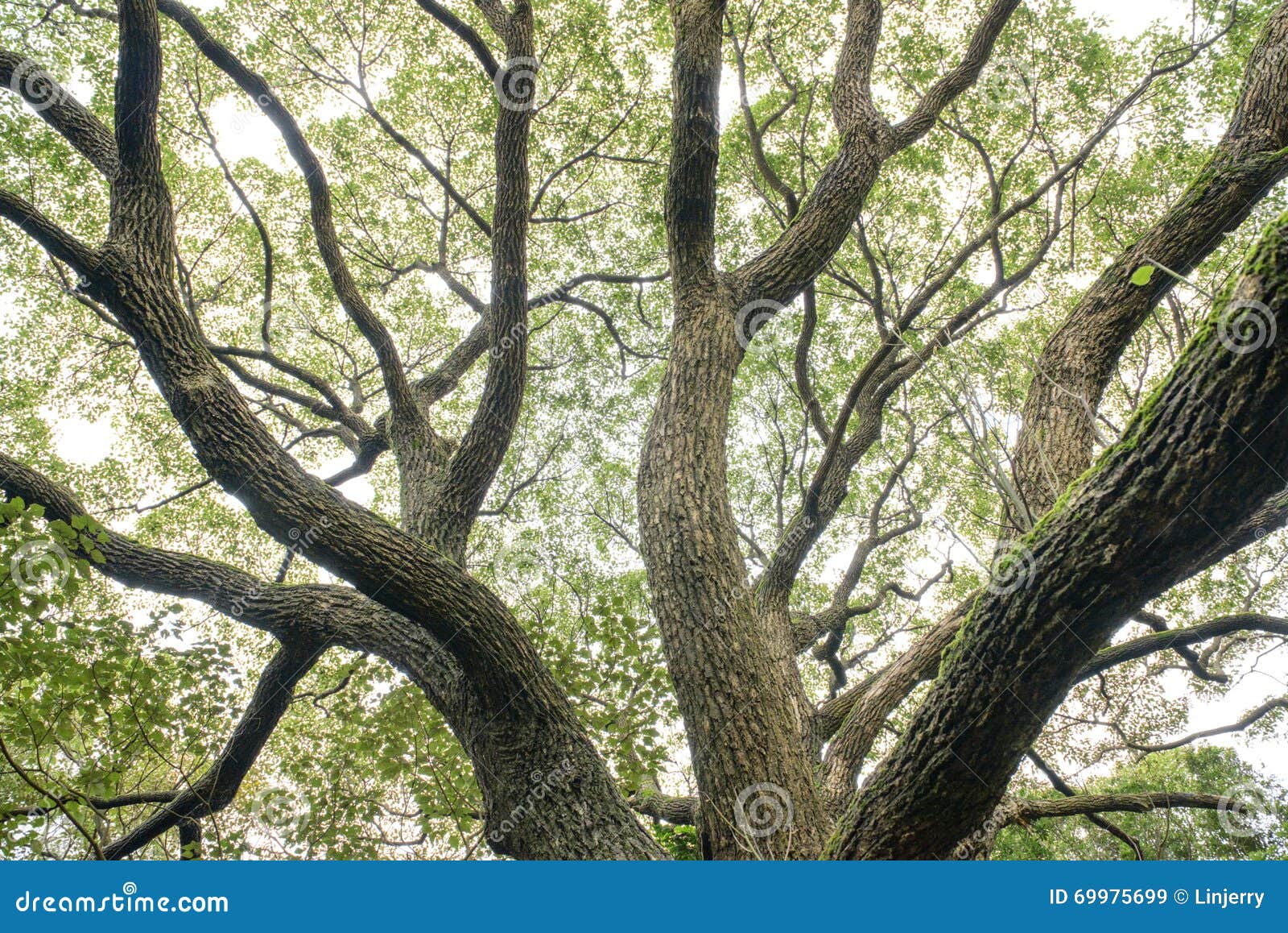 Tree canopy nature stock image. Image of growth, angle 69975699