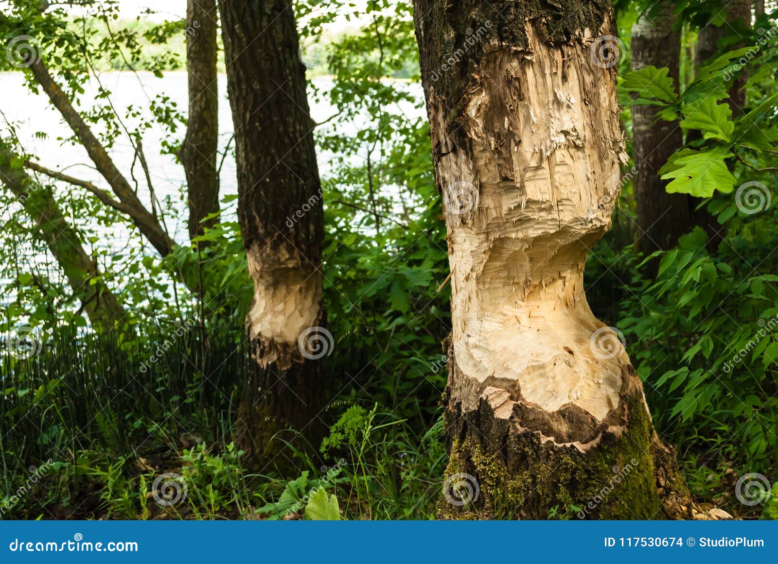 Beavers Cut Down Trees To Build Their Dam Stock Photo CartoonDealer
