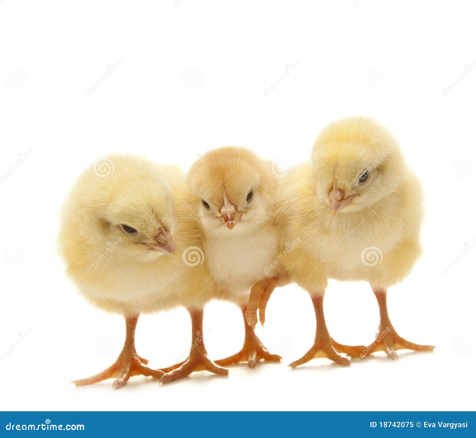 Tree chicken stock image. Image of creature, holiday 18742075