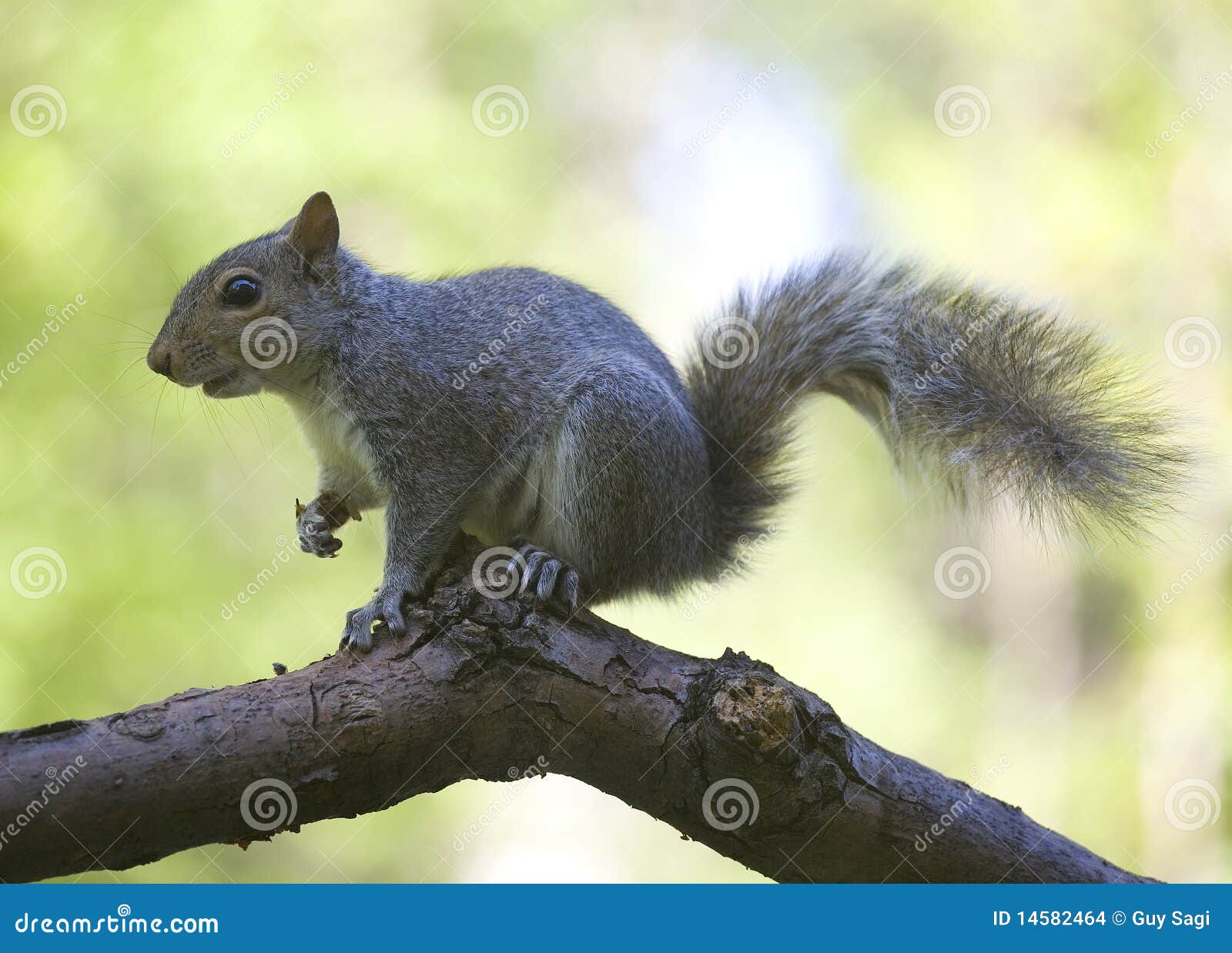 Tree climber stock photo. Image of wild, green, wildlife 14582464