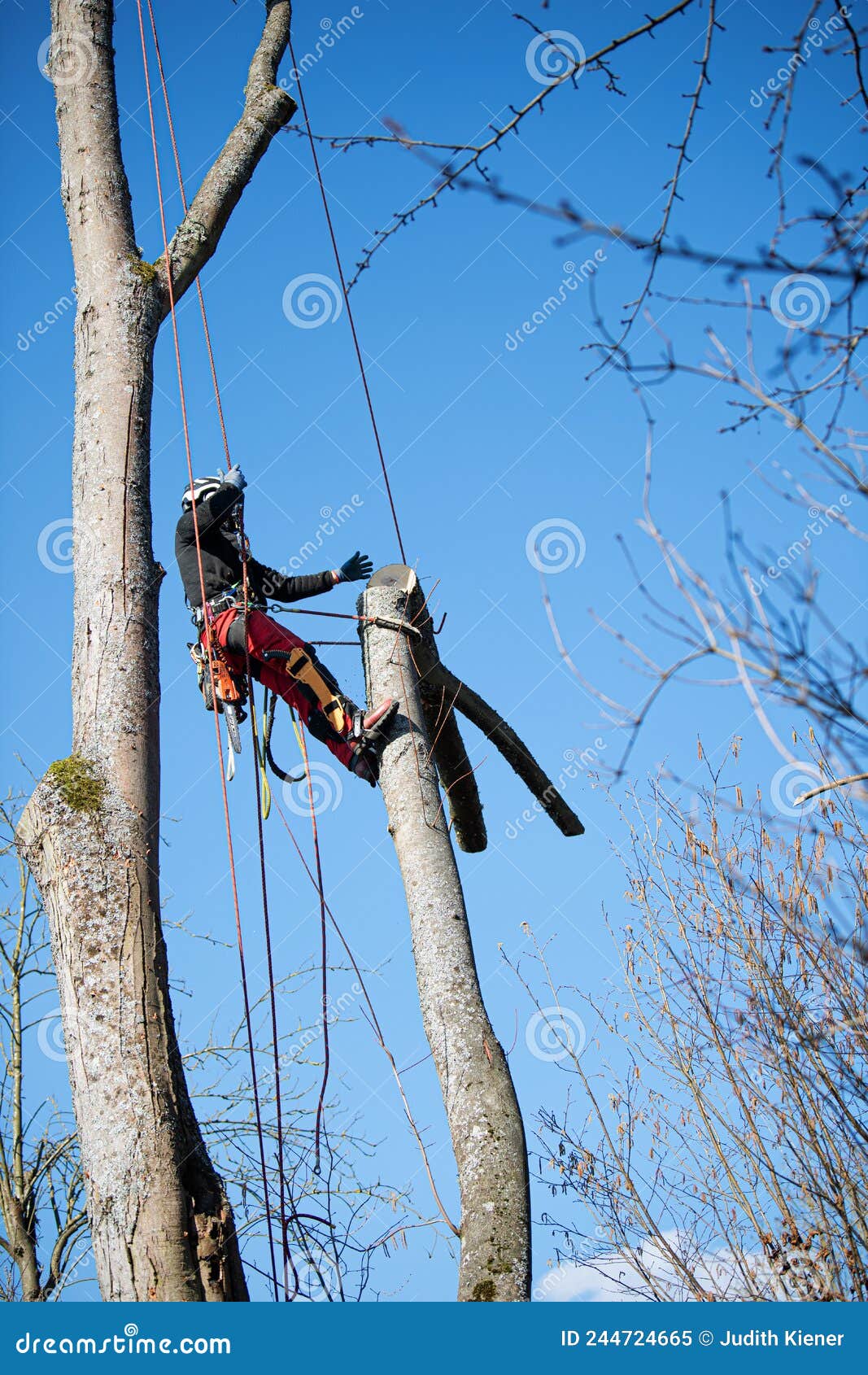 tree climber fells a tree piece by piece