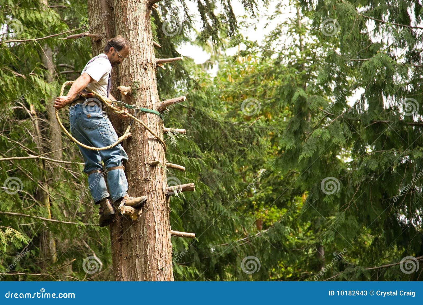 tree climber and logger