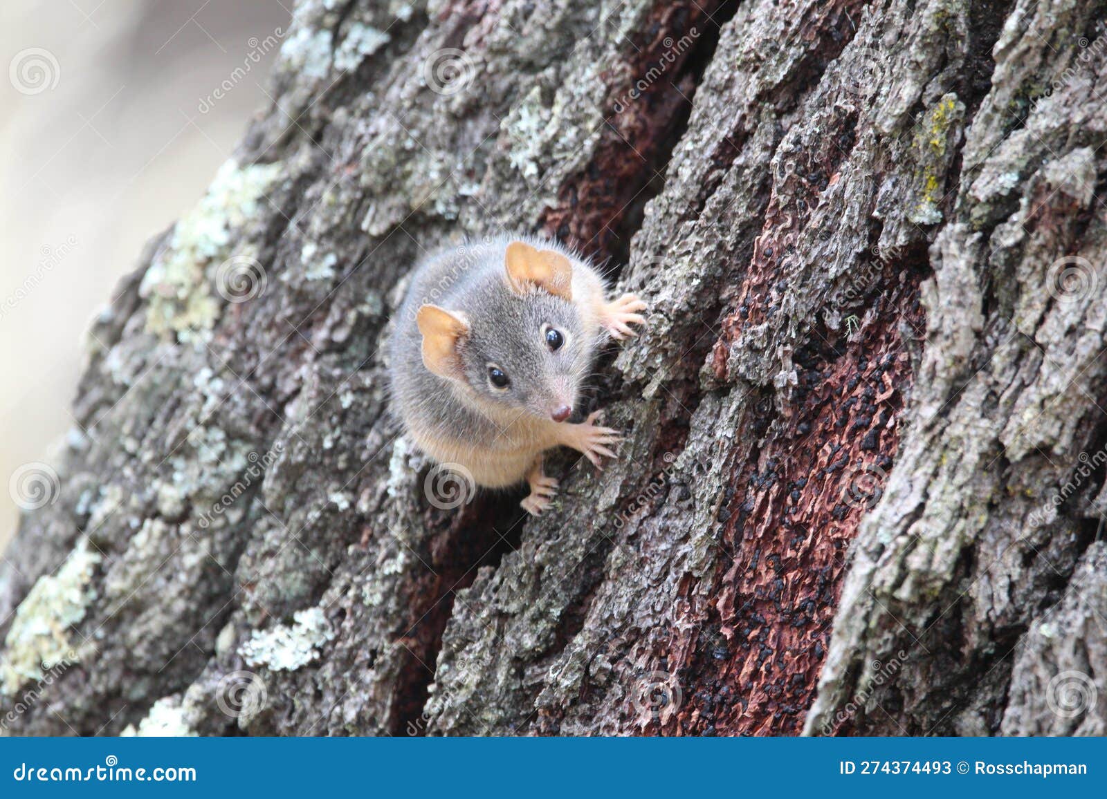 a tree-climbing yellow-footed antechinus scampers up a tree trunk