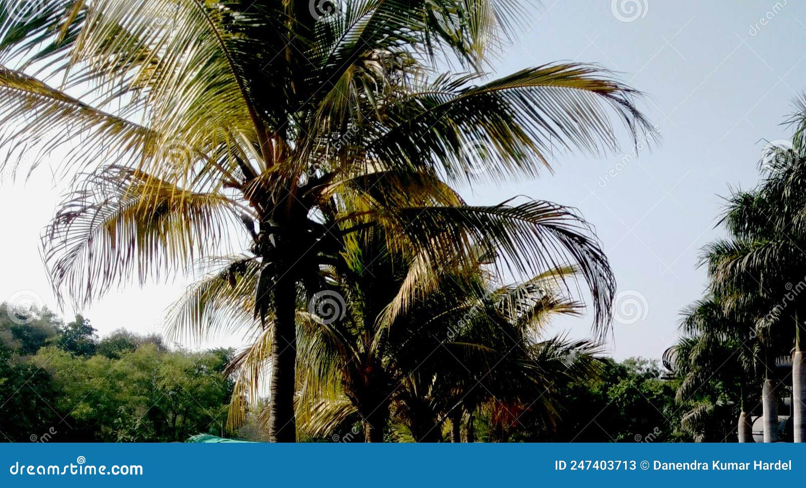 Tree of Coconut Near Beaches. Stock Image Image of coconut, neighbourhood 247403713