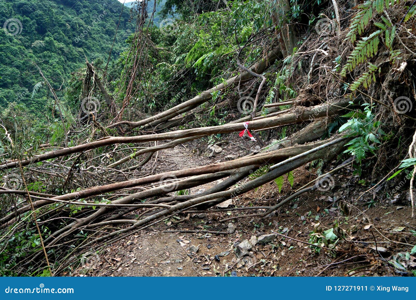 tree collapse after typhoon