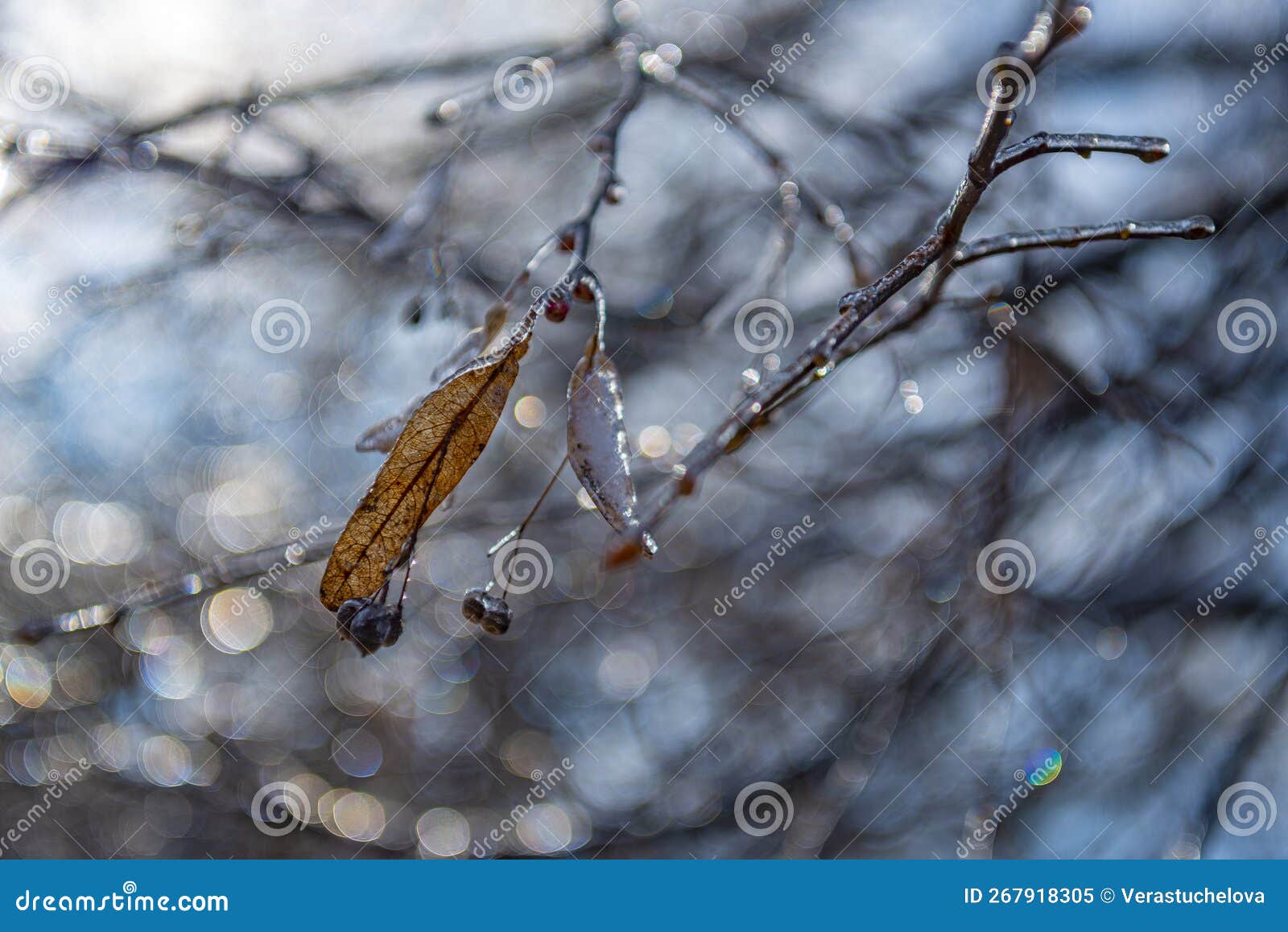 tree covered with ice in winter