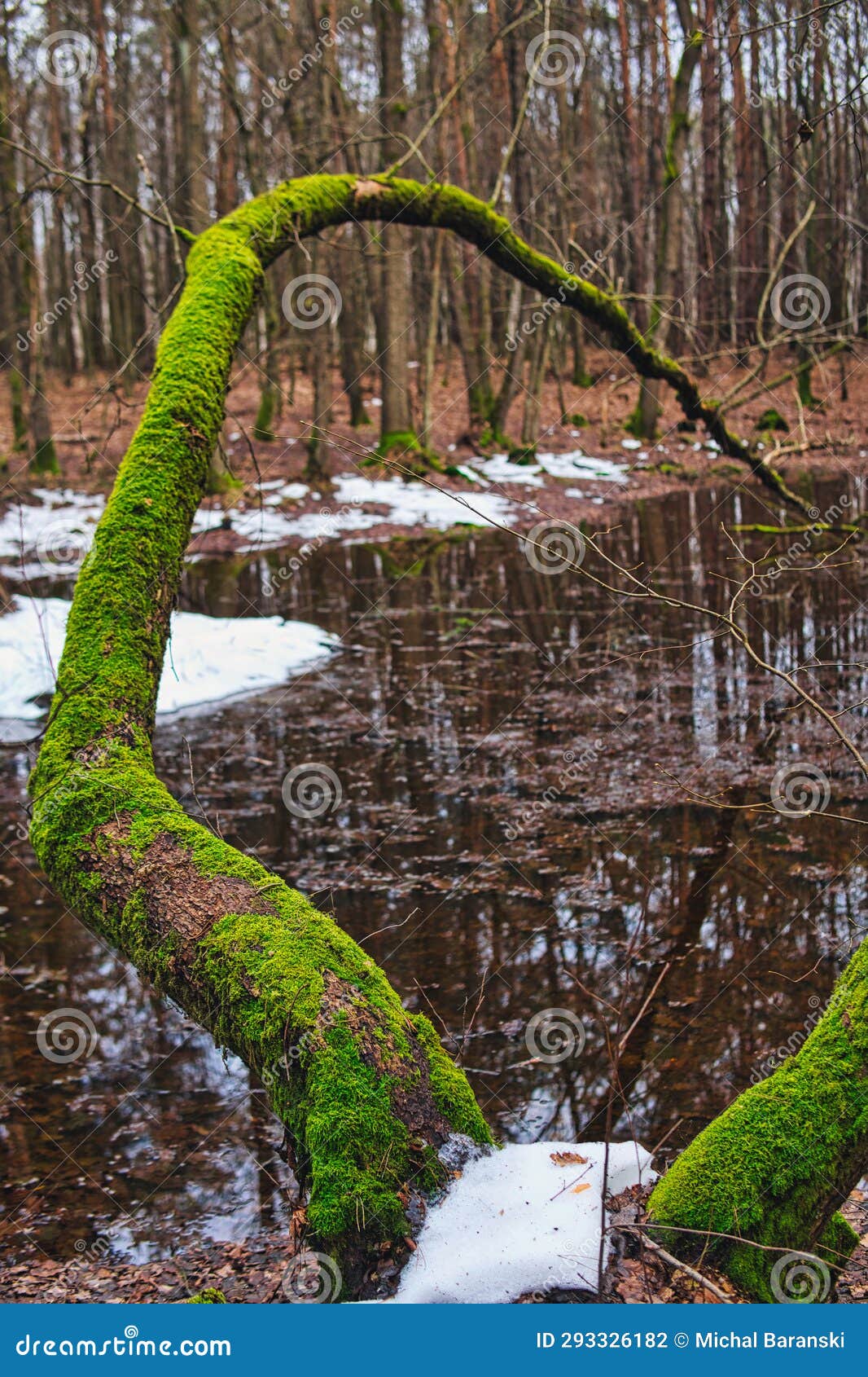 Tree Covered with Moss Over Wooded Terrain during Winter Season Stock