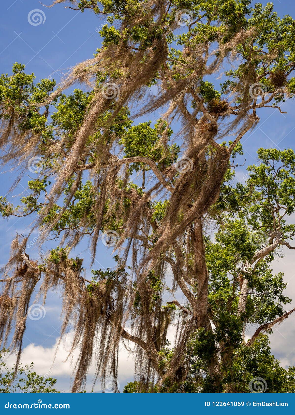 Tree Covered in Spanish Moss in the Mexican Jungle Stock Image Image