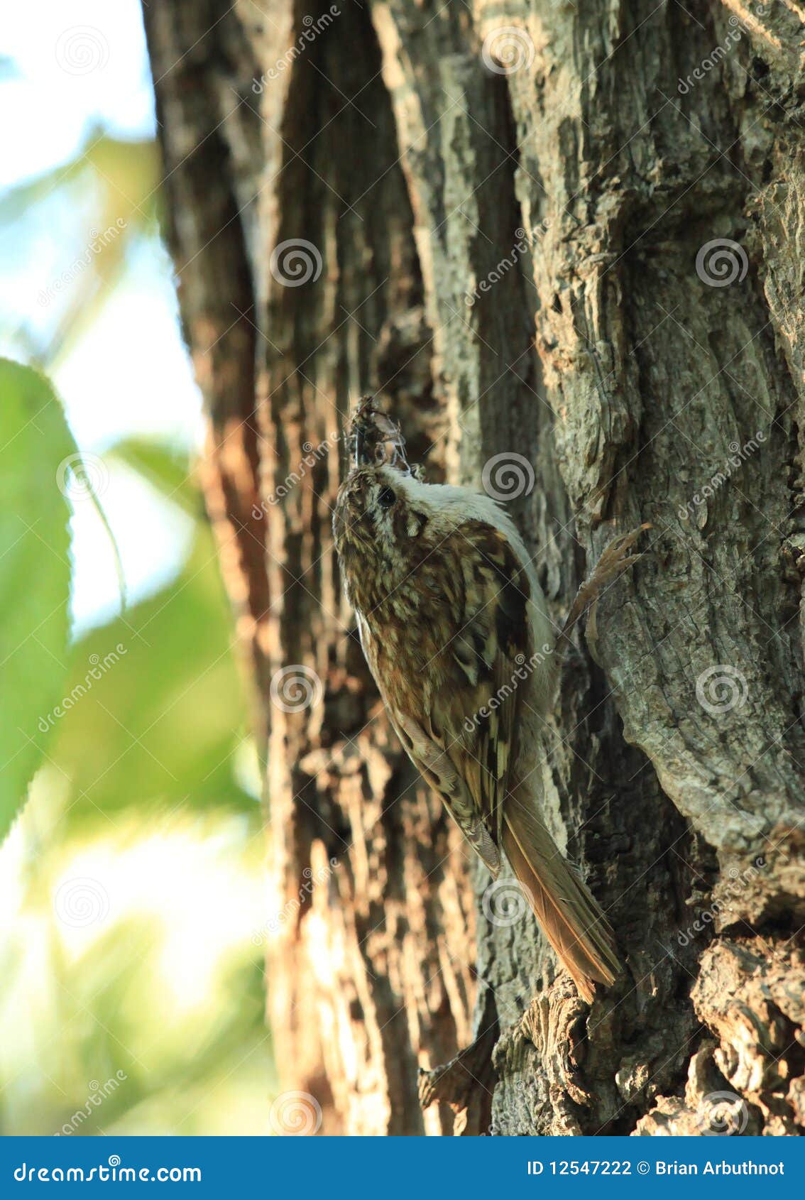 Tree creeper. stock photo. Image of birds, treecreeper 12547222