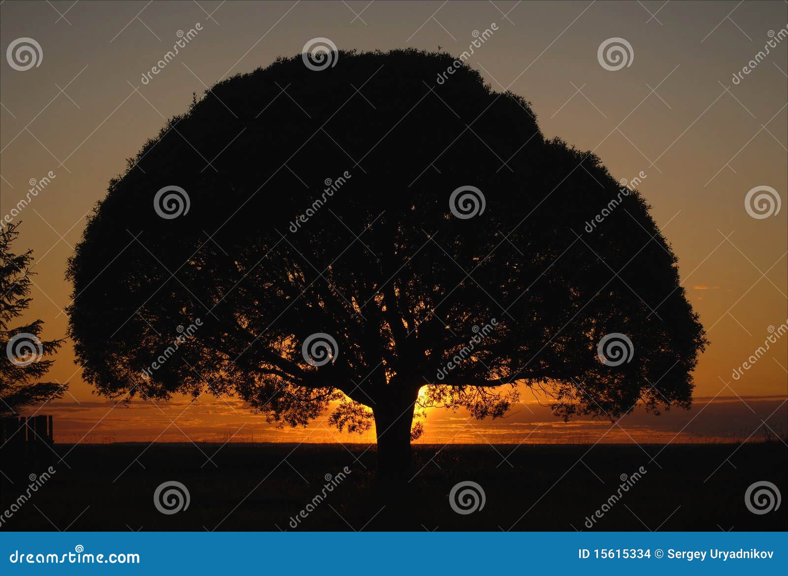 tree crone on a sunset.