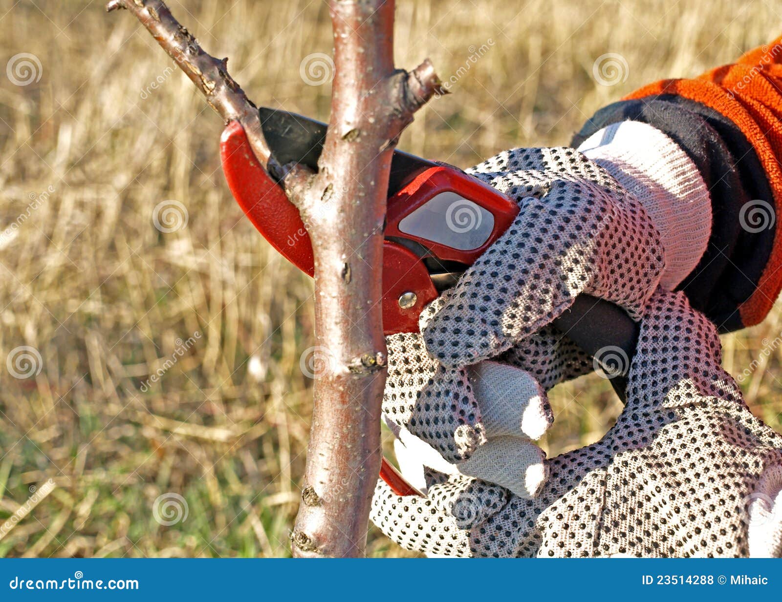 Tree cutting stock photo. Image of canopy, protection 23514288